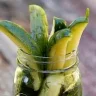 JuicyPickles